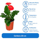 Gerbera 20 cm Natural CT15