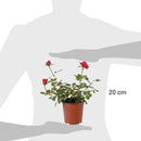 Arbusto Rosa Hybrida Natural..
