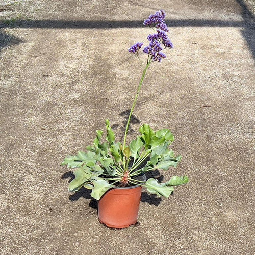 Planta Limonium Natural 50 cm