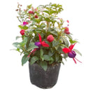Arbusto Fuchsia Bailarin Natural