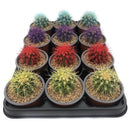 Echinocactus Colores 7 cm Natural CT9