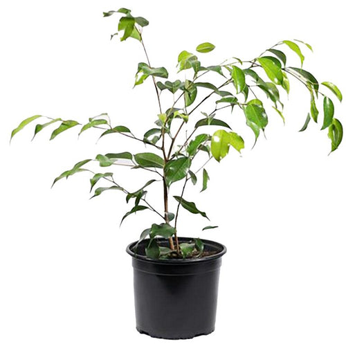 Ficus Benja Exotica 40 cm Natural CT17