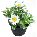 Crisantemo Paludoso 15 cm Natural CT10