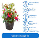 Arbusto Fuchsia Bailarin Natural
