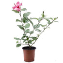Hibisco 50 cm Natural CT17
