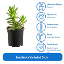 Suculenta Variedad 5 cm Natural CT10