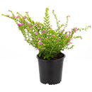Veronica Colombiana 15 cm Natural CT12
