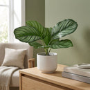Planta Artificial Calathea 21 cm Verde