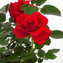 Arbusto Rosa Hybrida Natural.