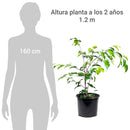 Ficus Benja Exotica 40 cm Natural CT17