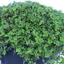 Musgo Bola 10 cm Natural CT13
