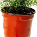 Planta Esparraguera Natural 10 cm