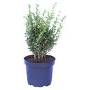 Arbusto Boj Verde Natural