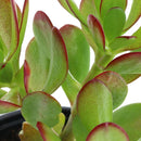 Jade 20 cm Natural CT13