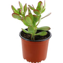 Jade 20 cm Natural CT13