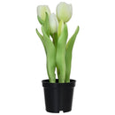 Tulipan Blanco 8 Cm Blanco