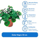 Dolar Negro 10 cm Natural CT13