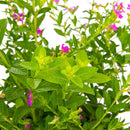 Veronica Colombiana 15 cm Natural CT12