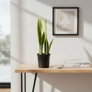 Sansevieria Laurenti 30 cm Natural CT13