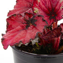 Begonia Rex 10 cm Natural CT13