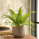 Macetero Ceuta De Ceramica 22X18 Cm Beige