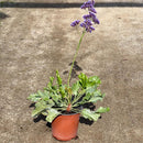 Planta Limonium Natural 50 cm