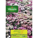 Semilla Flor Tapete Magico 1 gr Sachet