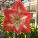 Amaryllis Clasica 30 cm Natural CT13