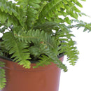 Helecho Deco 20 cm Natural CT14