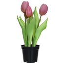 Tulipan Rosado 8 Cm Rosado