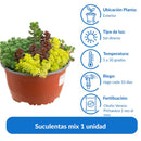 Suculentas Mix Natural