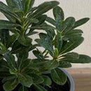 Arbusto Pitosporum Tobira Enano Natural 15 cm