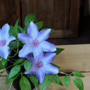 Planta Artificial Clematis 23 cm Violeta