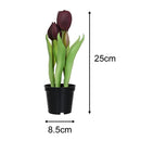 Tulipan Morado 8 Cm Morado