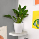 Repisa Esquina Melamina 1 Nivel(es) 25x3.8x25 cm Blanco