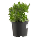 Suculenta Variedad 5 cm Natural CT10
