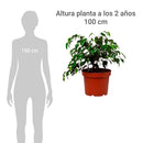 Ficus Naomi 40 cm Natural CT24