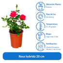 Arbusto Rosa Hybrida Natural..