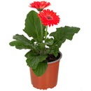 Gerbera 20 cm Natural CT15