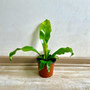 Nidus Asplenium 20 cm Natural CT13