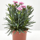 Clavelina Corona 15 cm Natural CT13