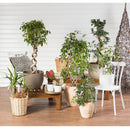 Schefflera 50 cm Natural CT17
