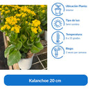 Kalanchoe 20 cm Natural CT13