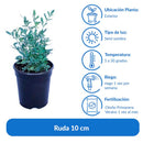 Ruda 10 cm Natural CT12