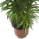 Lilium x 3 Bulbos 40 cm Natural CT15