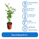 Rosa Iceberg 30 cm Natural CT17
