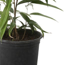 Ficus Alli 70 cm Natural CT24