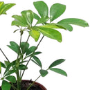Schefflera 25 cm Natural CT14