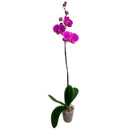 Orquidea Phalaenops 30 cm Natural CT13..