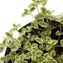 Suculenta 8 cm Natural CT9.5